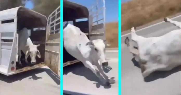 Viral Video: Door of running truck opened, cow fell on highway; Video went viral